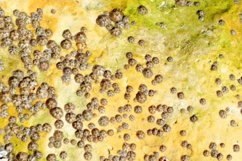 Barnacle group on the beach close up Stock Photos