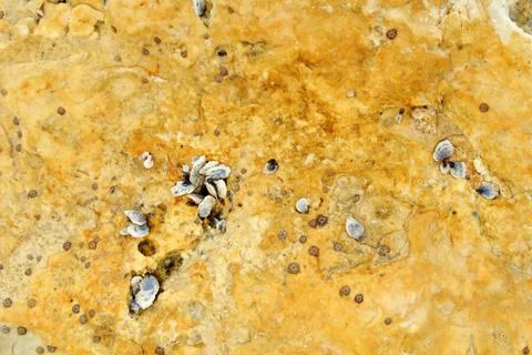 Barnacle group on the beach close up Stock Photos