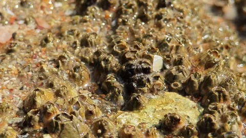 Barnacle peeking out of shell. Closeup shot. Stock Footage 305973095