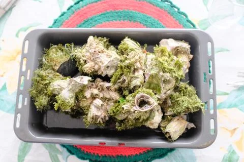 Barnacle Stock Photos