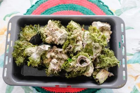 Barnacle Stock Photos