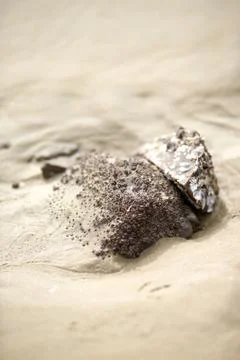 Barnacle Stock Photos