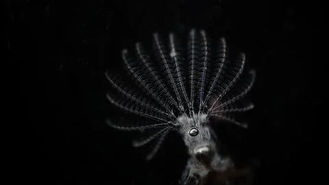 Barnacle Stock Photos