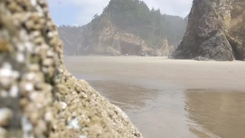 Barnacle Rack Focus Stock Footage 205257451