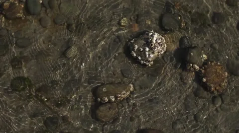Barnacle Rocks Stock Footage 41898544