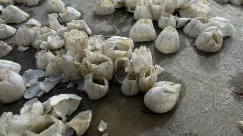 Barnacle shells attached to ship hull surface marine biofouling texture Stock Photos