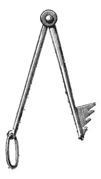Barnacle, vintage engraving 스톡 일러스트