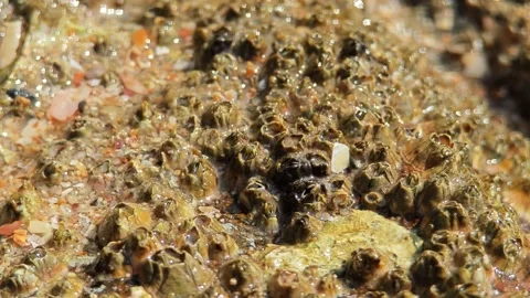 Barnacles above the rock on the beach. Stock Footage 305973086