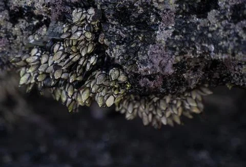 Barnacles adhered to the rocks in the coast Stock Photos