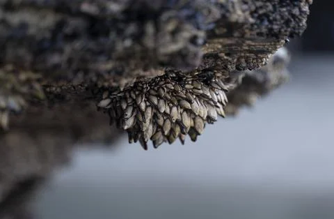 Barnacles adhered to the rocks in the coast Stock Photos