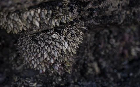 Barnacles adhered to the rocks in the coast Stock Photos