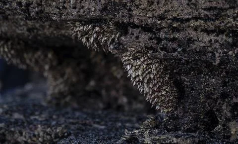 Barnacles adhered to the rocks in the coast Foto stock