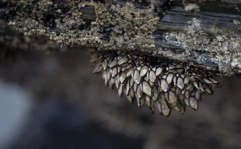 Barnacles adhered to the rocks in the coast Stock Photos