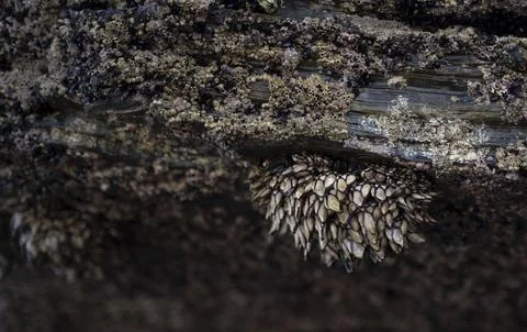 Barnacles adhered to the rocks in the coast Stock Photos