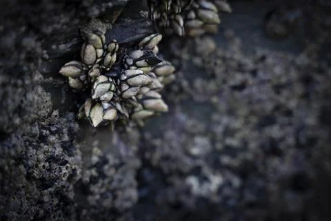 Barnacles adhered to the rocks in the coast Stock Photos
