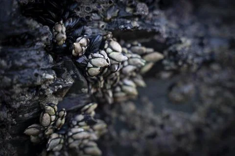 Barnacles adhered to the rocks in the coast Stock Photos
