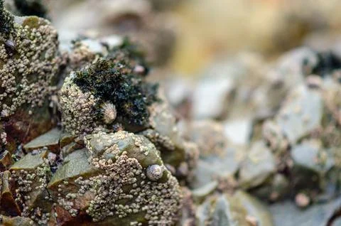Barnacles and algae on coastal rock, detailed marine macro texture background Stock Photos