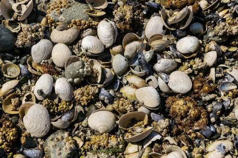 Barnacles and Clam Shells on a Northwest Beach Stock Photos