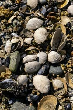 Barnacles and Clam Shells on a Northwest Beach vertical Stock Photos