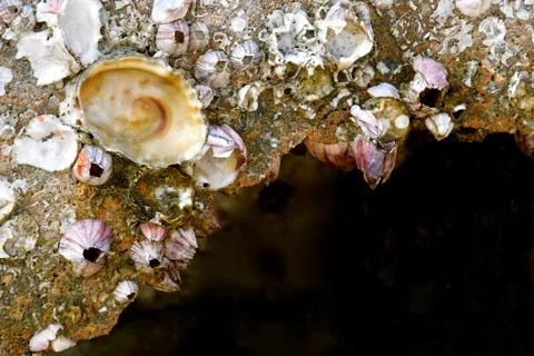 Barnacles and limpets Stock Photos