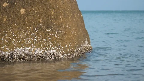 Barnacles and limpets stuck on rock in the ocean on a calm day Video stock 94104010
