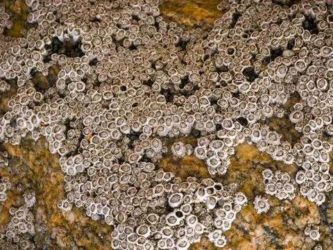 Barnacles attached to coastal rock surface in close-up Stock Photos