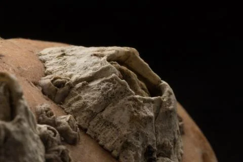 Barnacles attached on stone macro Stock Photos