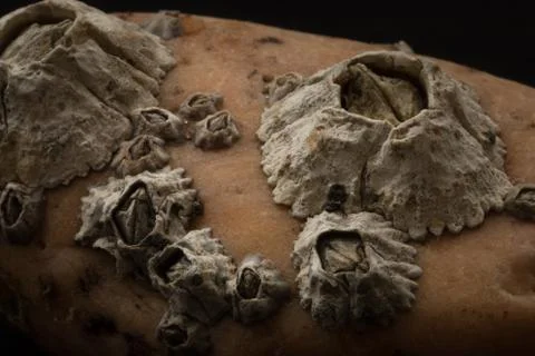 Barnacles attached on stone macro Stock Photos