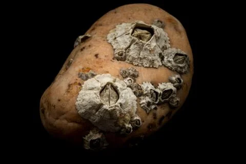 Barnacles attached on stone macro Stock Photos
