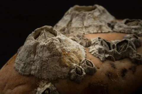 Barnacles attached on stone macro Stock Photos