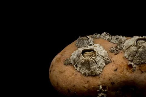 Barnacles attached on stone macro Stock-Fotos