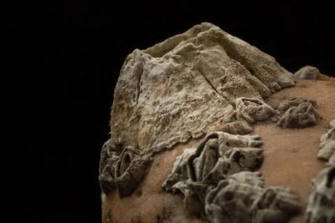 Barnacles attached on stone macro Stock Photos