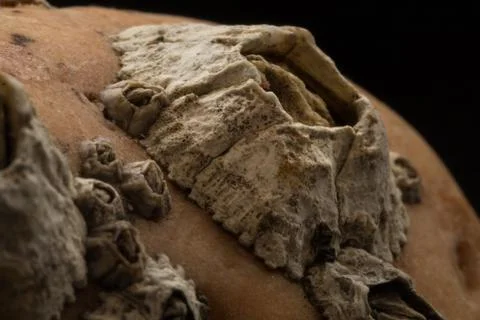 Barnacles attached on stone macro Stock Photos