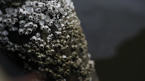 Barnacles on Dock Vídeo Stock 30383848