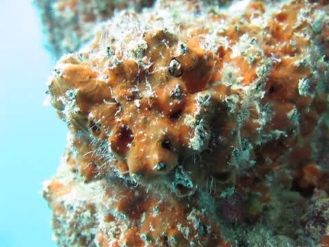 Barnacles feeding in the currents Stock Footage 26207830