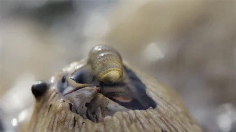 Barnacles feeding during low tide, Eilat, Israel Stock Footage 123892569