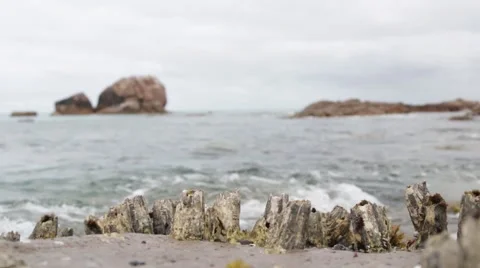 Barnacles in front of sea at Meelup Beach Stock Footage 58907421