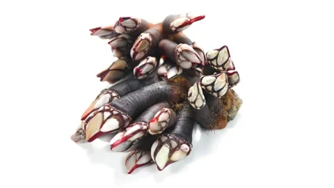 Barnacles, goose neck barnacle, percebes, gallician barnacles isolated on white  Stock Footage 235579302