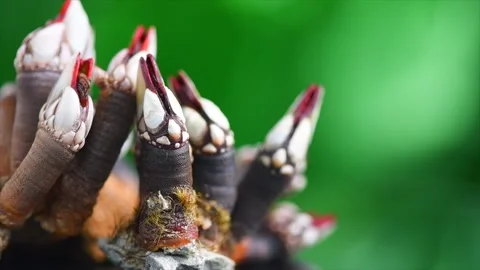 Barnacles, goose neck barnacle, percebes, gallician barnacles rotating Stock-Footage 306401738