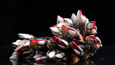 Barnacles, goose neck barnacle, percebes, gallician barnacles. Pollicipes  Stock Footage 306401740
