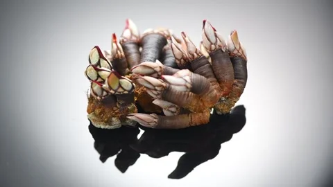 Barnacles, goose neck barnacle, percebes, gallician barnacles, sea food Stock Footage 321428247