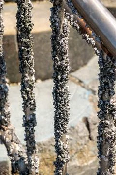 Barnacles on Metal Railings by the Sea Stock Photos