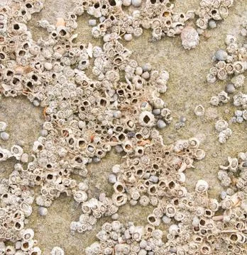 Barnacles Stock Photos