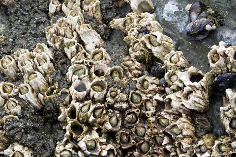 Barnacles Stock Photos