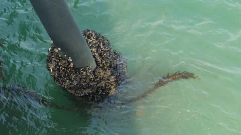 Barnacles on a pier Stock Footage 262114274