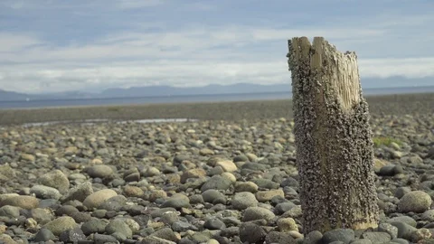 Barnacles on a Post Stock Footage 125346714