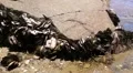 Barnacles on rock near beach HD Footage