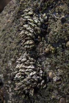Barnacles on rock 스톡 사진