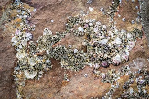 Barnacles on rock - shellfish on the rocks / dry shellfish dead on the ocean  Stockfoto's