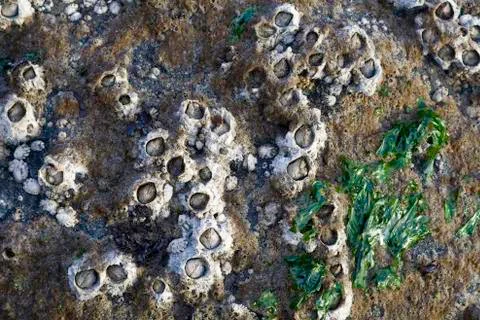 Barnacles on rocks 스톡 사진